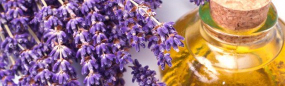 Lavender Essential Oil is Helpful during the Winter Season