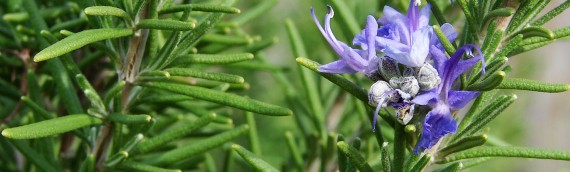 Top Reasons Rosemary Essential Oil Is Perfect for Your Aromatherapy Diffuser