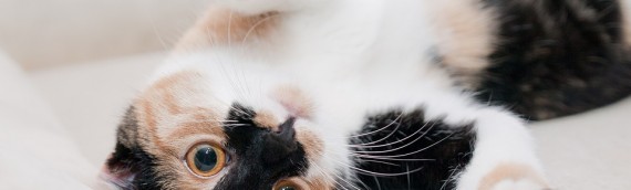 Important Information when Using Aromatherapy Scents for Cats
