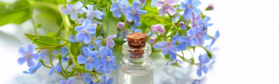 Buying a New Car Air Freshener – Synthetic versus Organic Essential Oils